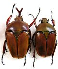 EUDICELLA smithi shiratica