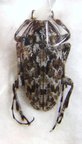 CERAMBYCIDAE sp n&deg;3 MADAGASCAR