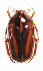 ISCHIOPSOPHA (Homeopsopha) messagieri