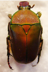 CERATORHINA preissi F