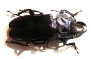 STENODONTES (Mallodon) downesi