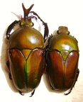 Eudicella woermanni ugandensis