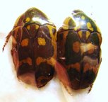 PACHNODA aemula COUPLE