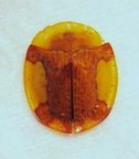 CASSIDAE sp n&deg;2