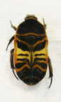 PHONOTAENIA scalaris latefasciata