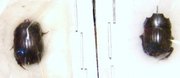 COPRIS sinon,C