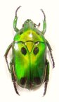 HETERORRHINA sexmaculata