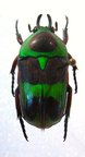 MYSTROCEROS rouyeri M