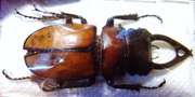 ODONTOLABIS nishiyamai,M