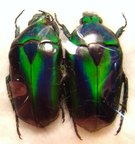TMESORRHINA alpestris bafutensis