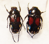 PYGORA (Bourgoinigora) rufoplagiata