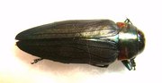 BELIONOTA fallaciosa
