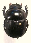 SCARABAEUS rusticus