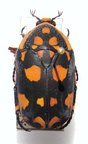 PACHNODA nigritarsis
