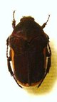 CLINTERIA cinctipennis