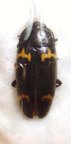 TENEBRIONIDAE sp Cameroun