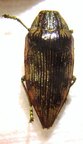 POLYBOTHRIS sp (zivetta?)