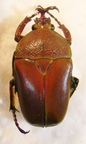 CERATORHINA preussi M -30mm