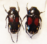 PYGORA (Bourgoinigora) rufoplagiata M