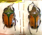 EUDICELLA euthalia