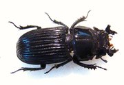 NIGIDIUS amplicollis