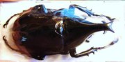 XYLOTRUPES gideon australicus M