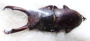 DORCUS tanakai,M