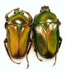 TAURHINA (Neptunides) stanleyi