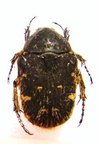 GAMETIS jucunda