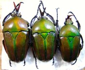 EUDICELLA woermanni ugandensis