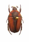 TEPHRAEA morosa M