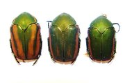 COTINIS mutabilis