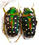 STEPHANORRHINA guttata aschantica (ex kolbei),C