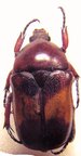 DYSPILOPHORA abbreviata