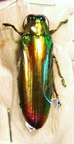 CHRYSOCHROA aurora