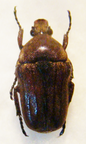 COSMIOMORPHA setulosa M