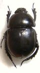 TRYPOCOPRIS fausti 