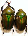 Eudicella woermanni ugandensis