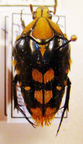 COILODERA (=Coelodera) penicillata