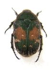 GAMETIS jucunda