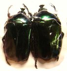 TRIGONOPHORUS riaulti