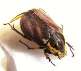 MELOLONTHIDAE sp