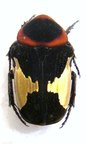 GLYCYPHANA horsfieldi