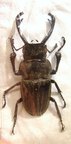 ODONTOLABIS striata cephalotes 