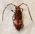ARMATOSTERNA spinifera