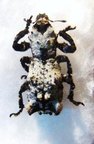 LITHINUS niveus