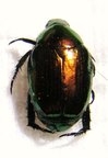 RUTELIDAE sp TANZANIE