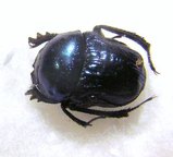 GYMNOPLEURUS coerulescens