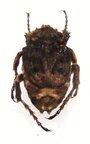 PYROVALGUS insignis