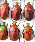 TORYNORRHINA flammea